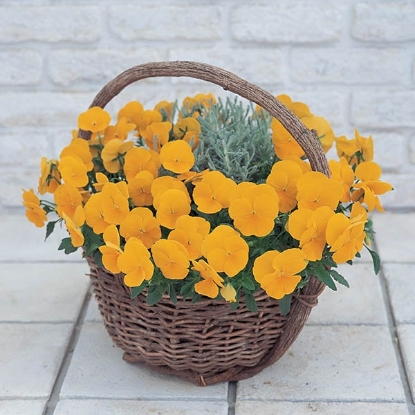 Picture of Viola - Grandissimo Series F1 - Clear Yellow